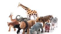 Group of jungle animals toys isolated over white background. Plastic animals toys. Group of jungle animals toys isolated over white background. Plastic animals toys.